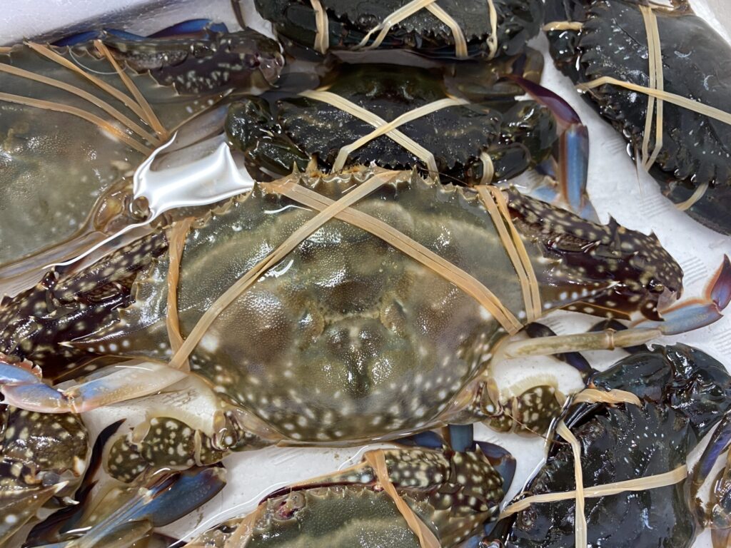 寒風沢島のワタリガニ